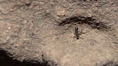 Pheidole sykesii