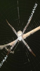 Argiope pulchella
