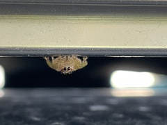 Opisthoncus sexmaculatus