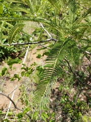 Albizia amara sericocephala