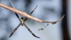 Argiope pulchella