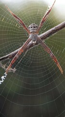 Argiope pulchella