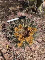 Ferocactus