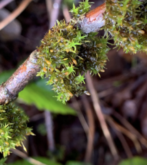 Orthotrichum pulchellum