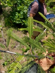 Albizia amara sericocephala