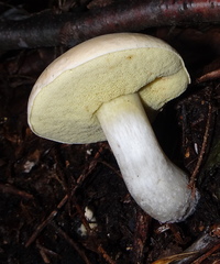 Boletus pallidus image