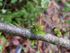 Orthotrichum pulchellum
