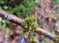 Orthotrichum pulchellum