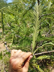 Albizia amara sericocephala