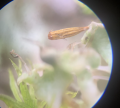 Orthotrichum pulchellum