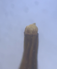 Orthotrichum pulchellum