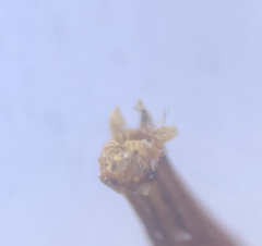 Orthotrichum pulchellum