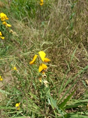 Crotalaria juncea