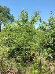 Albizia amara sericocephala