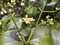 Strychnos psilosperma