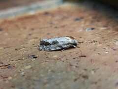 Agriophara confertella