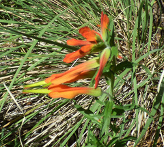 Castilleja patriotica