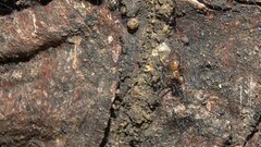 Herennia multipuncta