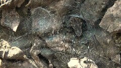 Herennia multipuncta