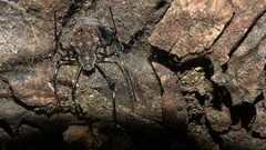 Herennia multipuncta