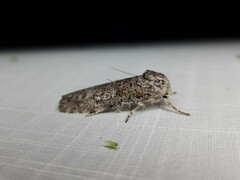 Cryptophasa irrorata