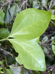 Strychnos psilosperma