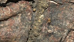 Herennia multipuncta