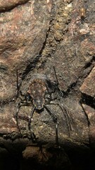 Herennia multipuncta