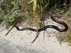 Pseudonaja affinis affinis