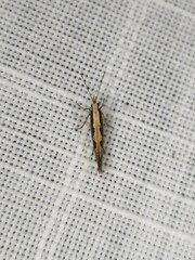 Plutella xylostella-australiana