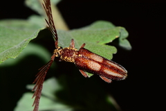 Piesarthrius marginellus