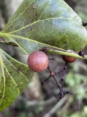 Strychnos psilosperma