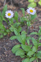 Erigeron glacialis glacialis