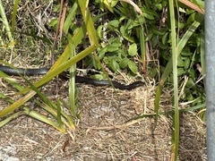Pseudonaja affinis affinis