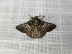 Hypobapta diffundens