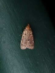 Mimaglossa nauplialis