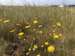 Podolepis linearifolia