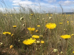 Podolepis linearifolia