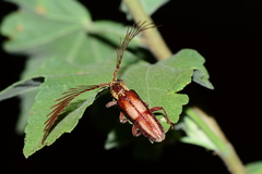 Piesarthrius marginellus