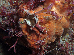 Clathria strepsitoxa