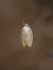 Ptyoptila matutinella