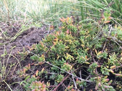 Enchylaena tomentosa