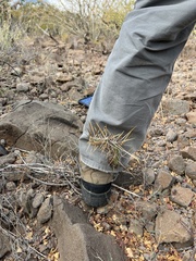 Cylindropuntia molesta