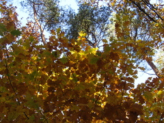 Quercus rubra