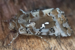 Autographa corusca