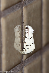 Grotella binda