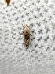 Tymbophora peltastis