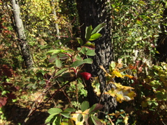 Rosa pendulina
