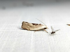 Tymbophora peltastis