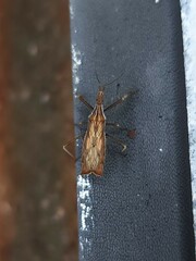 Polycentrocoris turneri